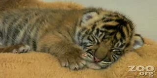 Baby Tiger